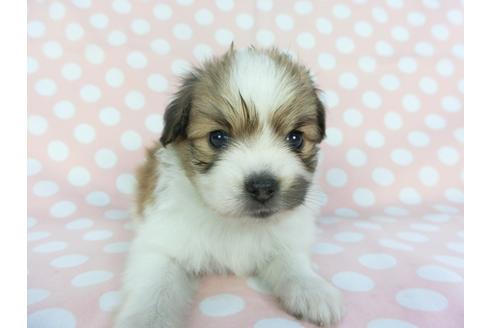 成約済の千葉県のパピヨン-99481の7枚目